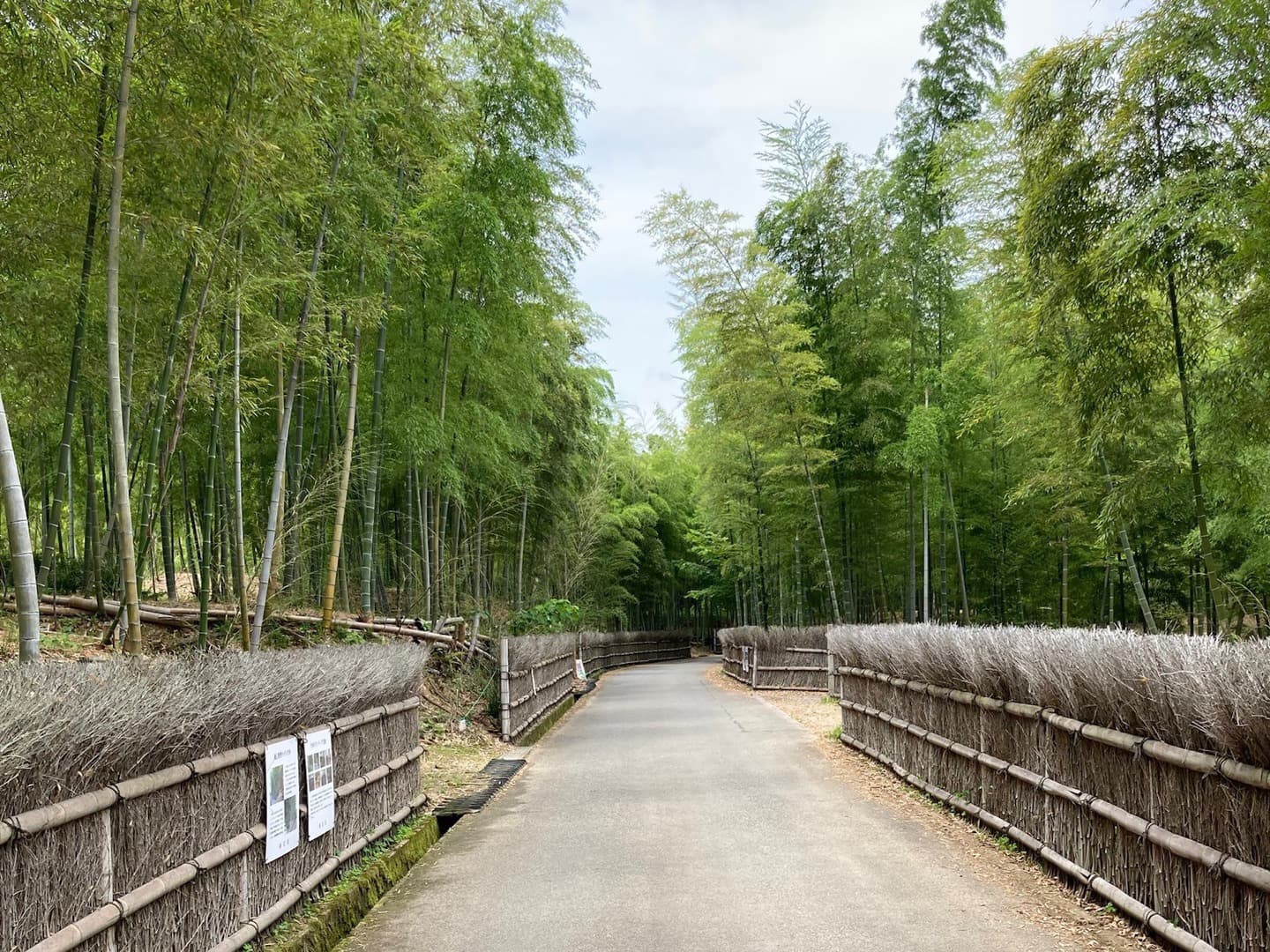 muko_001.jpg